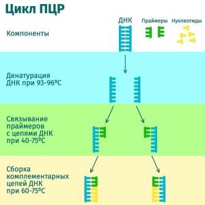 цикл пцр методы диагностики гепатита С