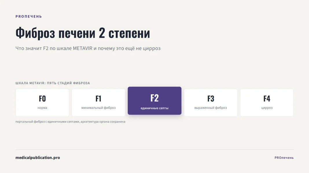 Шкала METAVIR из пяти стадий фиброза печени F0-F4 с подсвеченной второй стадией F2