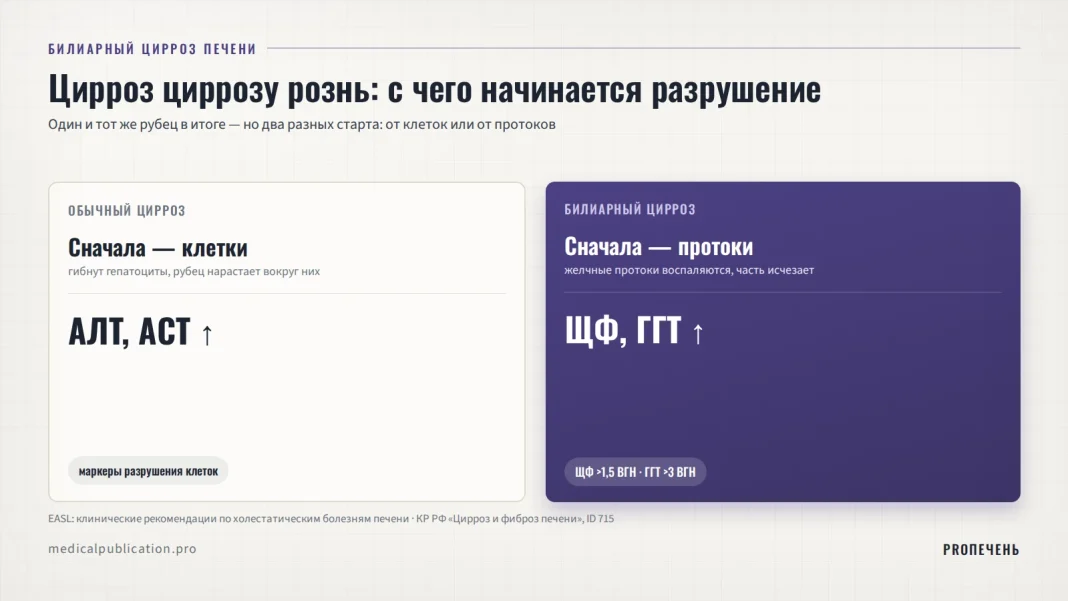 Два столбца сравнения: обычный цирроз — повреждаются клетки печени, растут АЛТ и АСТ; билиарный цирроз — воспаляются желчные протоки, растут ЩФ и ГГТ