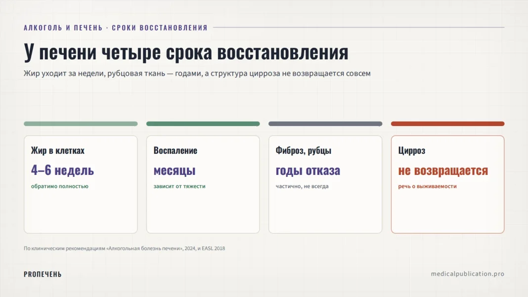 Горизонтальная шкала четырёх стадий восстановления печени после алкоголя: жир в клетках за 4–6 недель, воспаление месяцами, фиброз годами, цирроз без возврата структуры