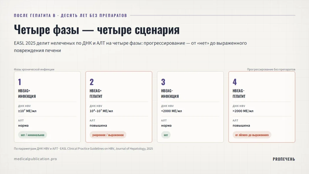 Шкала четырёх фаз гепатита B по EASL 2025 с уровнями ДНК HBV, АЛТ и риском прогрессирования без лечения